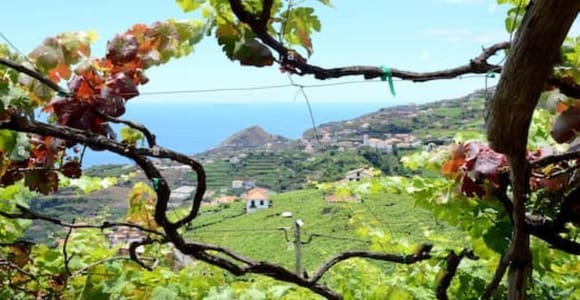 From Funchal: Madeira Wine Tour, Cable Car & Typical Lunch