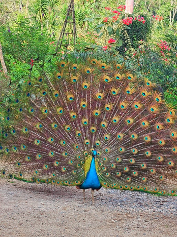 Puerto Vallarta: Botanical Garden & Tequila Tasting Tour