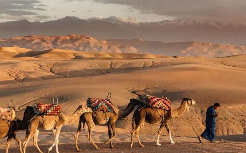Marrakech : balade à dos de chameau dans le désert d'Agafay au coucher du soleil et dîner-spectacle - dromadaire