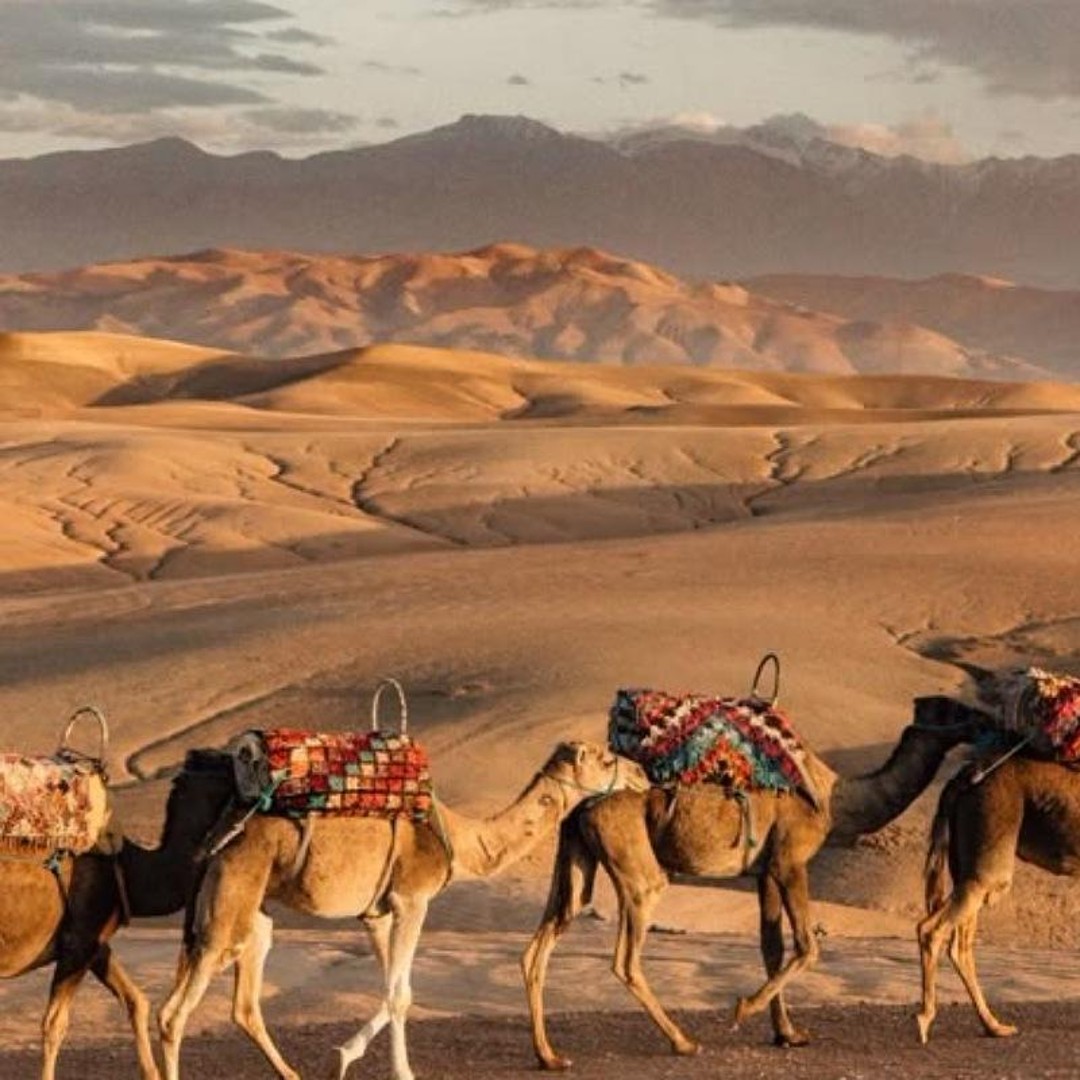 Marrakech : balade à dos de chameau dans le désert d'Agafay au coucher du soleil et dîner-spectacle - dromadaire
