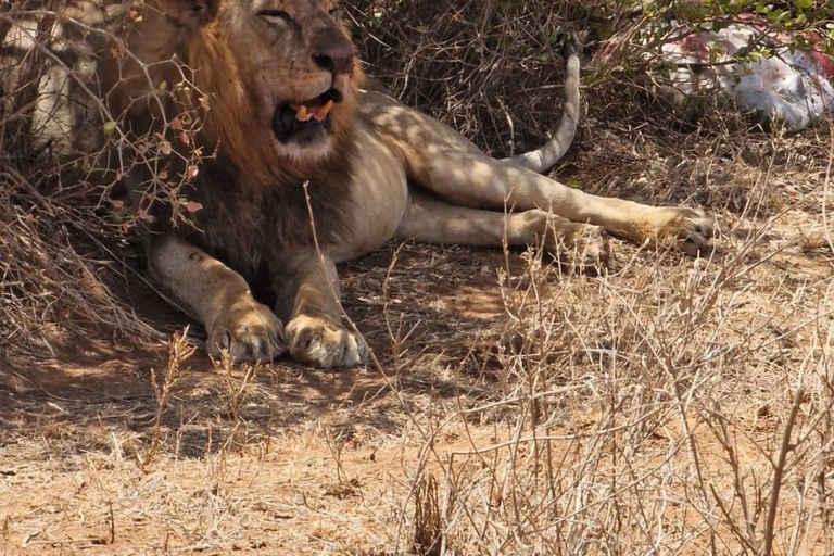 Nocne safari do Tsavo East z plaży Diani