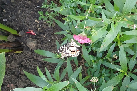 Puerto Plata: Countryside tour with Monkey Home, butterflies, and coffee