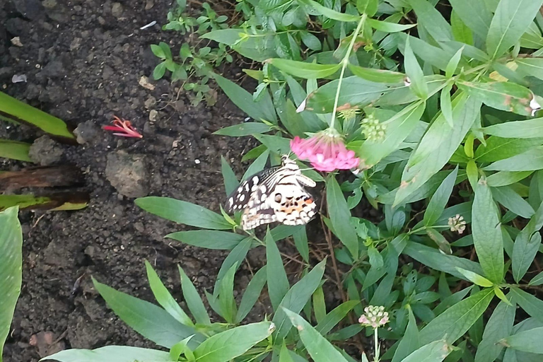 Puerto Plata: Countryside tour with Monkey Home, butterflies, and coffee