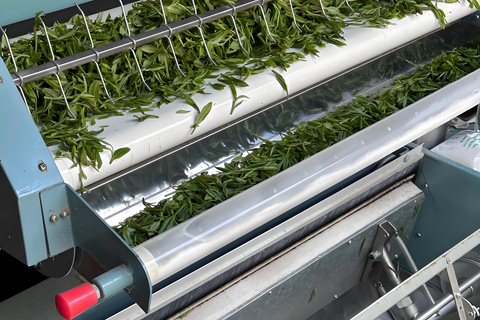 Hangzhou Tea Heritage: A Master-led Tea Harvest & Whisking