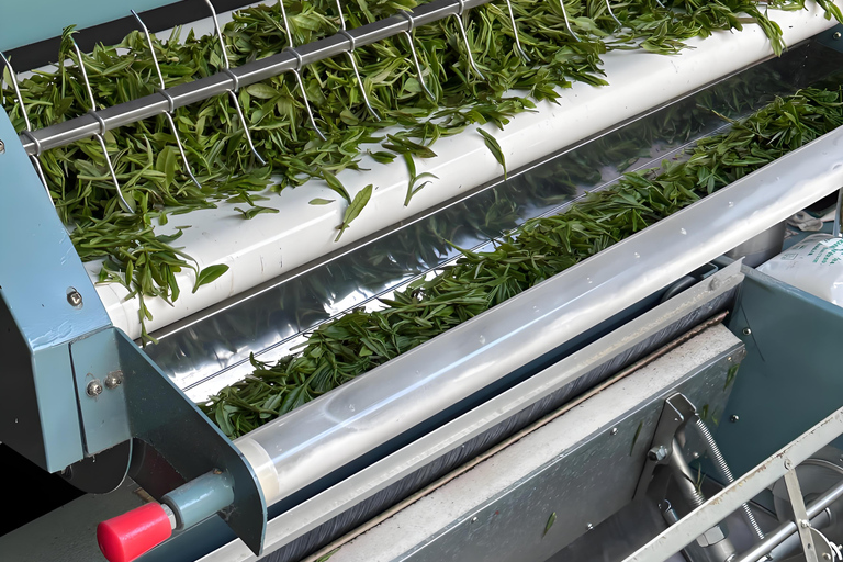 Hangzhou Tea Heritage: A Master-led Tea Harvest & Whisking