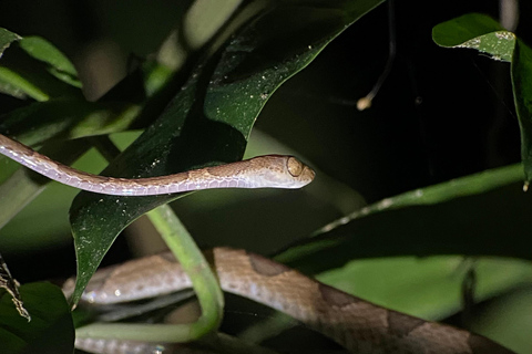 Manuel Antonio: Tour noturno com um guia de turismo naturalista.Tour noturno com um guia de turismo naturalista (transporte incluído)