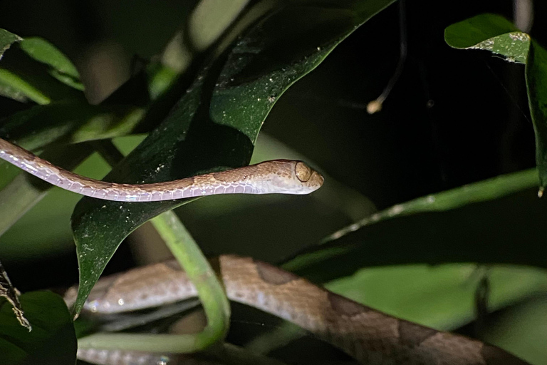 Manuel Antonio: Nachttour mit einem naturkundlichen Führer.Nachttour mit einem naturkundlichen Führer (inklusive Transport)