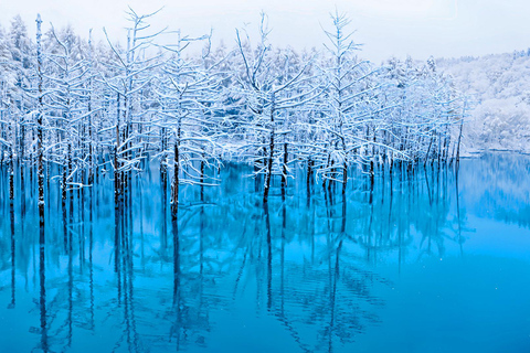 Hokkaido Summer Day Trip: Patchwork Road&Shikisai no Okas Depart from Sapporo Tokyu REI Hotel (without lunch)