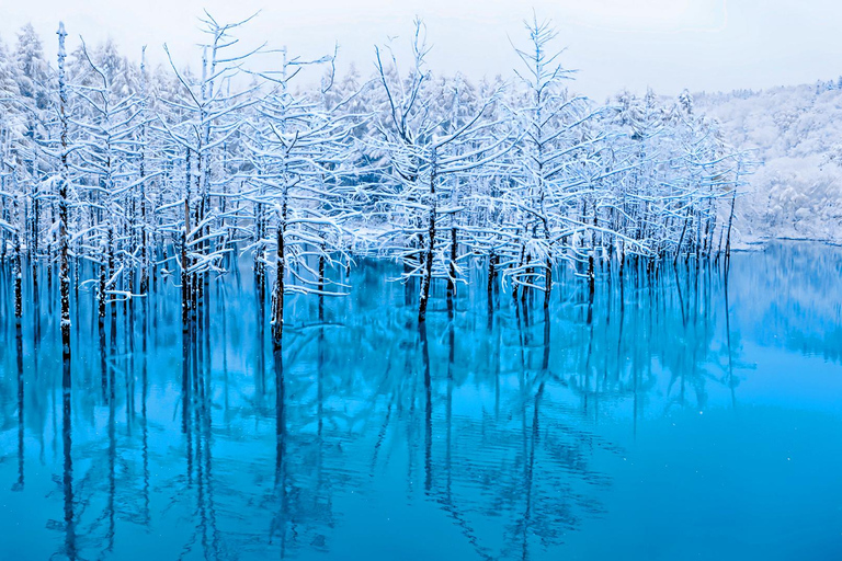 Hokkaido Summer Day Trip: Patchwork Road&Shikisai no Okas Depart from Sapporo Tokyu REI Hotel (without lunch)