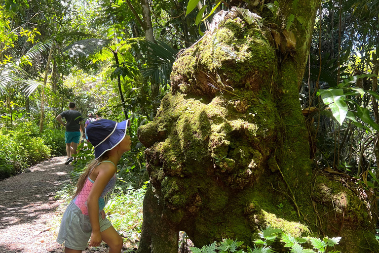 San Juan: El Yunque Regenwaldwanderung &amp; Luquillo BeachSan Juan: Wanderung durch den Regenwald El Yunque &amp; Luquillo Beach