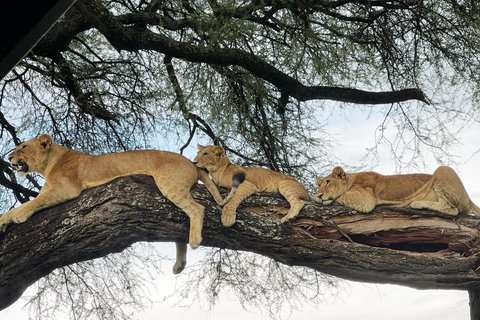 Serengeti: Fly-in Drive-out 4-tägige Safari mit 3 ÜbernachtungenSerengeti: 4 Tage und 3 Nächte Safari mit Flug und Ausfahrt