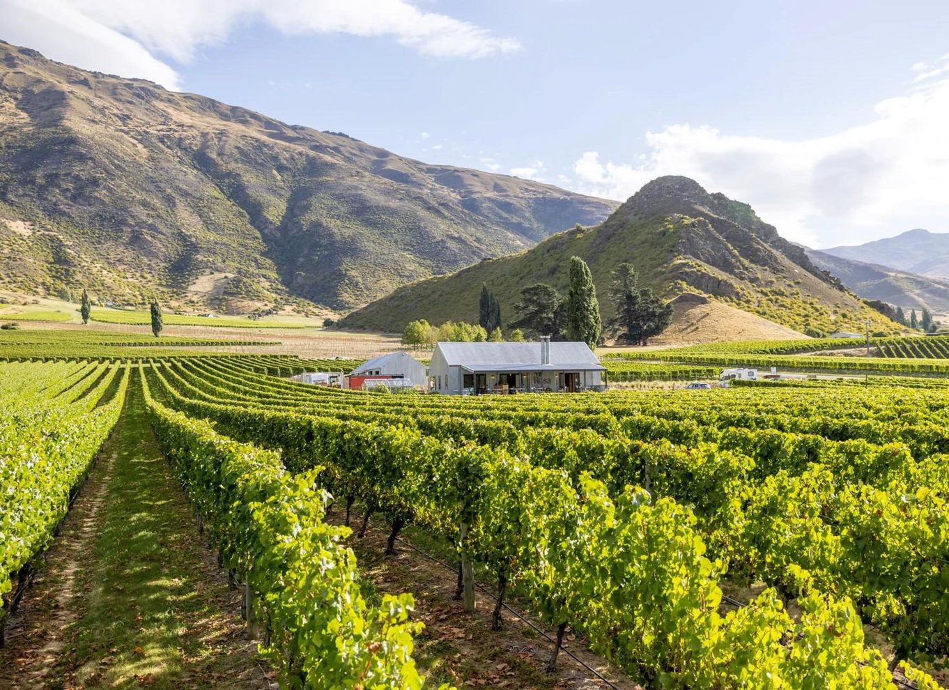 Queenstown: Den originale vintur med vinsmagning