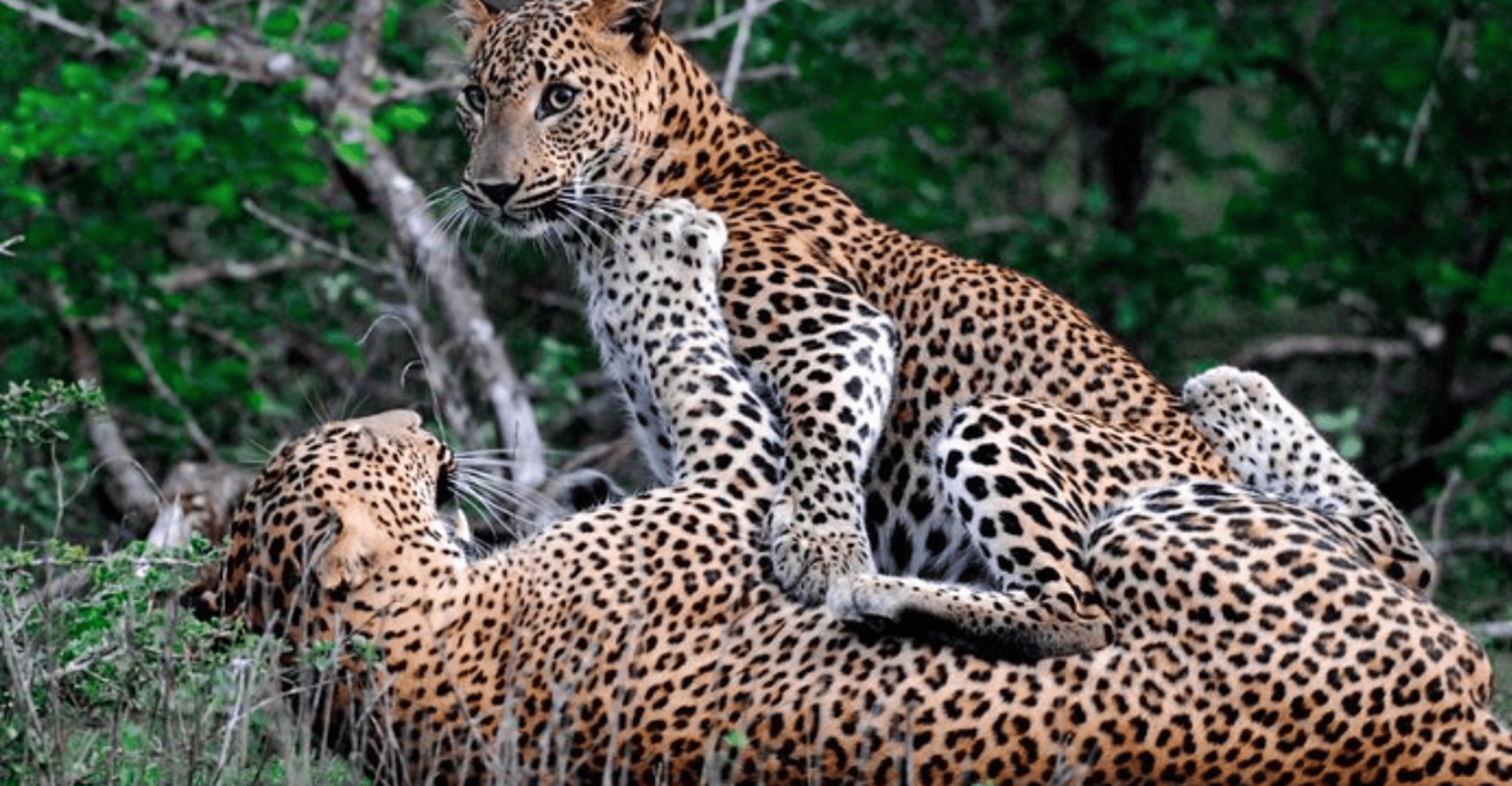 Wilpattu Wildlife Adventure, Day Safari with Picnic Meals - Housity