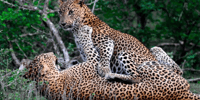 Wilpattu Wildlife Adventure, Day Safari with Picnic Meals - Housity