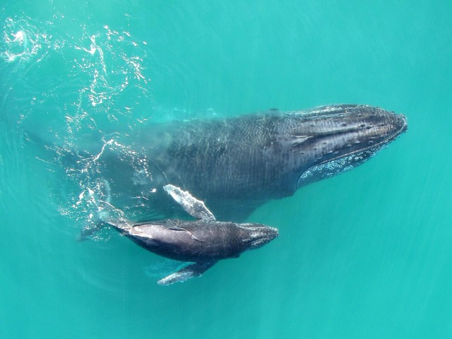 Visit Drake Bay Dolphin and Whale Watching Tour in Drake Bay