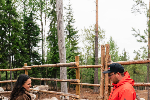 Rovaniemi: Taava Reindeer Farm Visit & Sleigh Ride