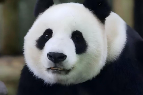 Shanghai：Shanghai Giant Panda House