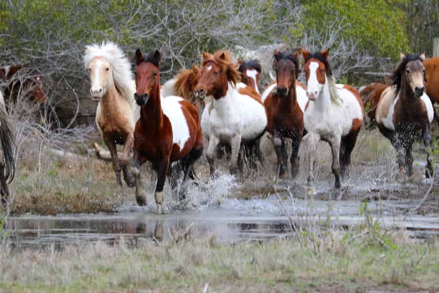 Chincoteague: Premier Pony & Wildlife Small Group Boat Tour. Foto: GetYourGuide Chincoteague: Premier Pony & Wildlife Small Group Boat Tour. Foto: GetYourGuide