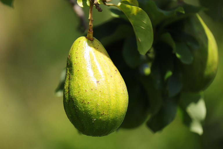 Fidji : visite d&#039;une ferme, animaux, miel et cuisine fidjienneFiji: Farm Tour: Animals, Honey Tasting &amp; Fijian Cooking