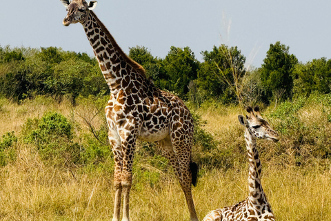 5 Hours Nairobi National Park Game Drive Tour in 4x4 Vehicle Private Guided Tour 4x4 Van