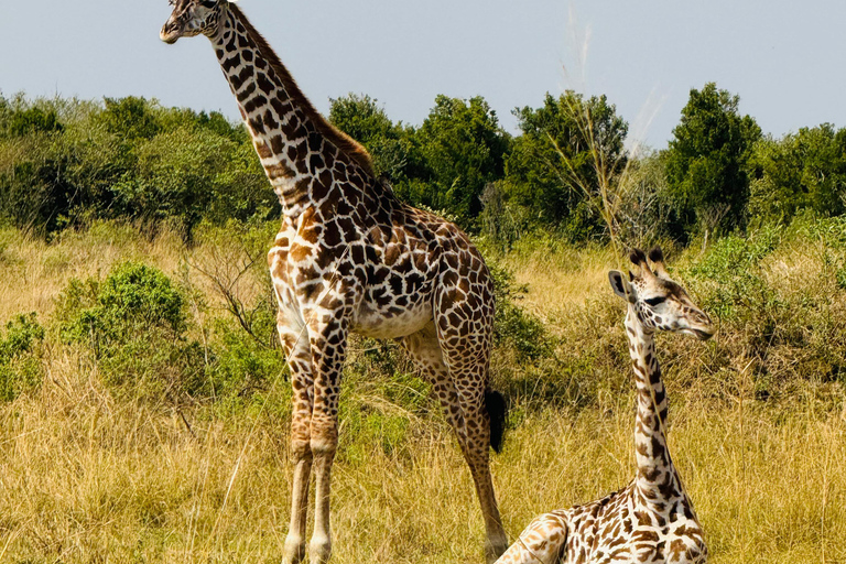 5 Hours Nairobi National Park Game Drive Tour in 4x4 Vehicle Private Guided Tour 4x4 Van