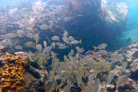 WYCIECZKA W SZYBKIM TEMPIE DO TAYRONA PLAYA CRISTAL