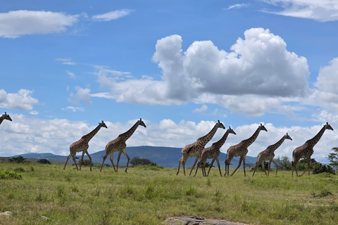 Maasai Mara: 2-Day Maasai Mara Wildebeest Migration Sighting