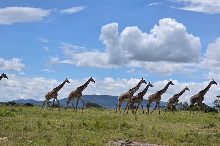 Maasai Mara: 2-Day Maasai Mara Wildebeest Migration Sighting