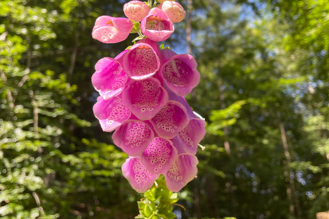 Forgotten paths - living nature: A walk through the Mackenroder Forest Forgotten paths – vibrant nature: Walk through the Mackenroder Forest