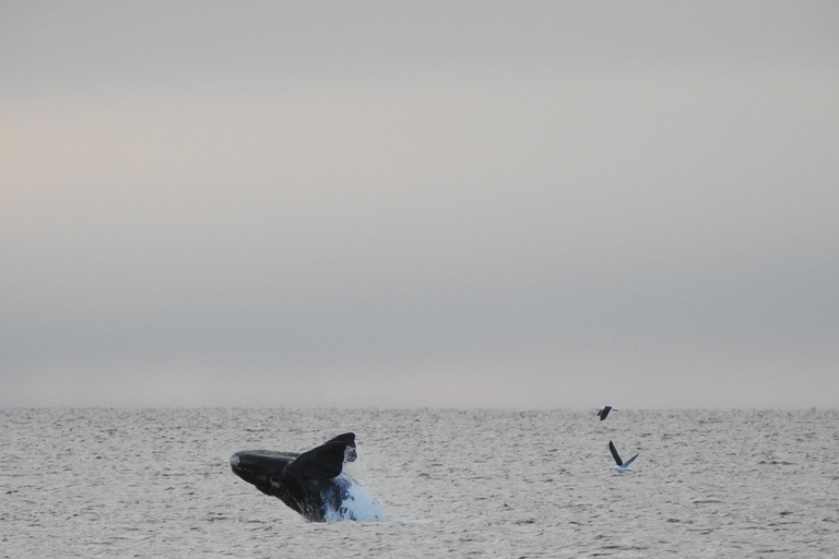 Whales in Peninsula Valdés: Coastal and Boat Whale Watching