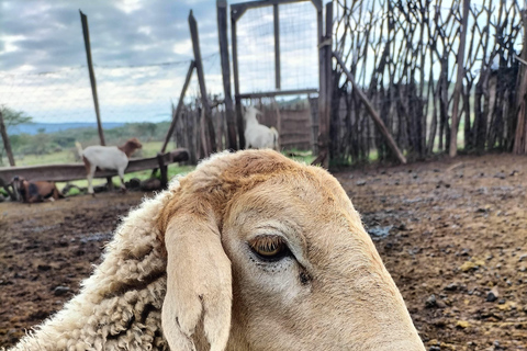 EXPERIÊNCIA MAASAI NO MT SUSWAPASSEIO AO MT SUSWA MAASAI