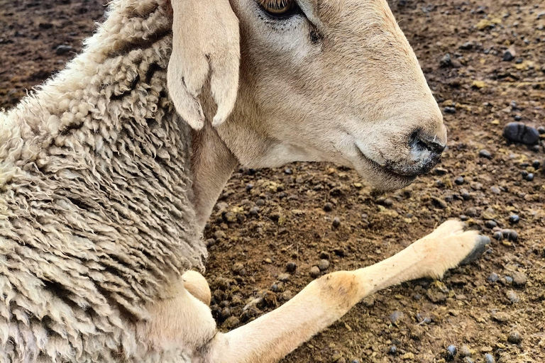 EXPERIÊNCIA MAASAI NO MT SUSWAPASSEIO AO MT SUSWA MAASAI