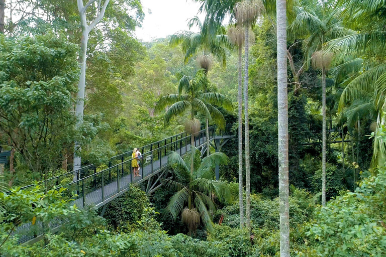 Brisbane: Hop on Hop off Bus to Tamborine Mountain