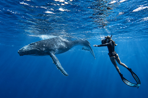 Mirissa: Dolphin Swim Blue Whale Snorkelling | All-Inclusive Mirissa: Scuba Diving & Turtle Snorkelling Experience