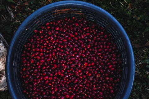 Boquete: Geisha Coffee Plantation Tour with Tasting