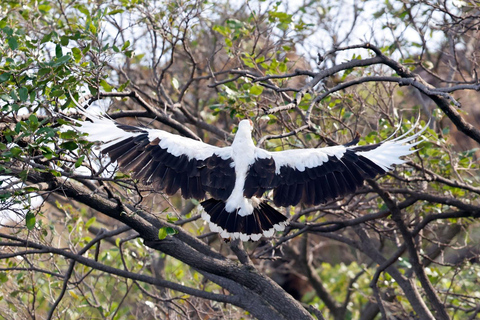 KIGOMA: Chimpanzees trekking Day Trip in Gombe national park Private Chimpanzee Trekking with Hotel Transfer and Lunch