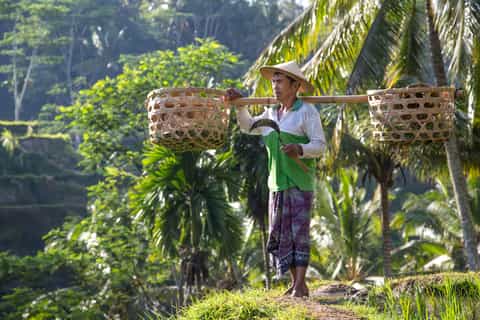 Ubud: Monkey Forest, Rice Terraces, Water Temple, Waterfall - Image 3