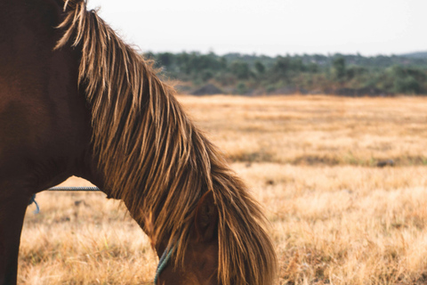Cebu, Philippines: Horseback Riding Tour with BBQ Lunch 2h Cebu, Philippines: Horseback Riding Tour with BBQ Lunch