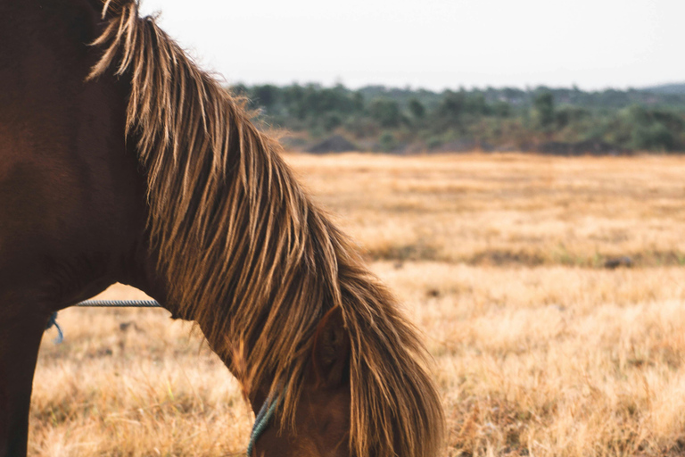 Cebu, Philippines: Horseback Riding Tour with BBQ Lunch 2h Cebu, Philippines: Horseback Riding Tour with BBQ Lunch