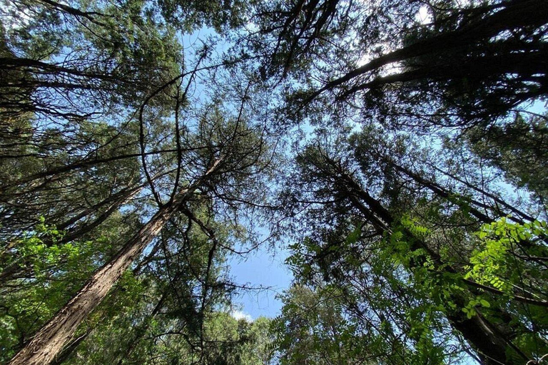 From Addis Ababa: Menagesha Suba Forest Hike with Picnic