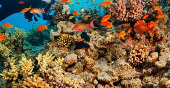 Private Maldive Zanzibar dolphin tour + pixk up