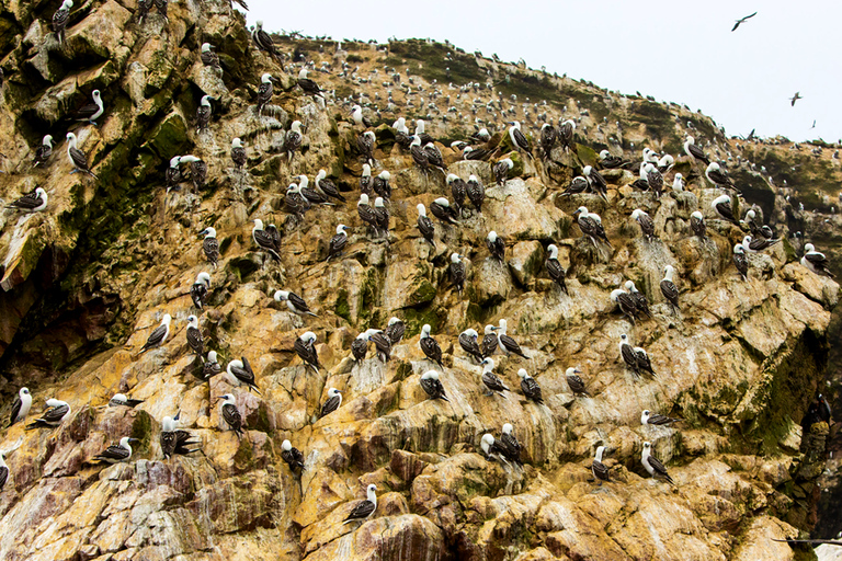 FD: Ica, Paracas - Ballestas Islands - Huacachina Excursion