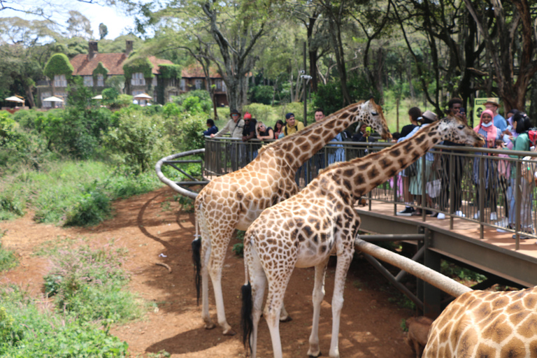 7 giorni di safari urbano e nella savana in Kenya