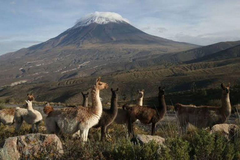 Arequipa: Colca Canyon Trekking 3-Day Tour & 2 Nights