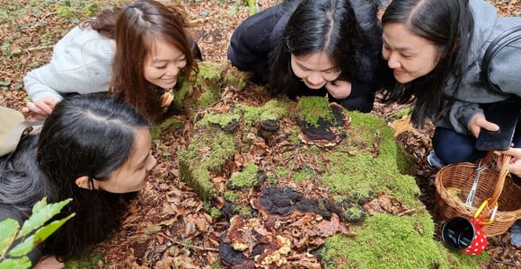 Slovenia: Guided Mushroom & Wild Food Foraging Tour