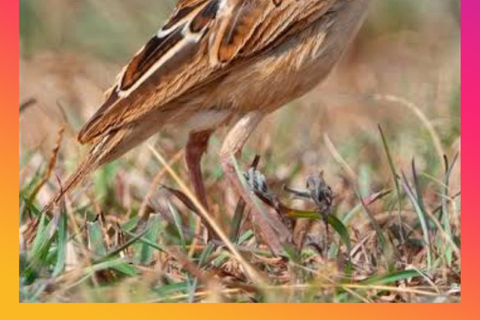 Addis Ababa: 10-Day Ethiopian Endemic Birdwatching Tour