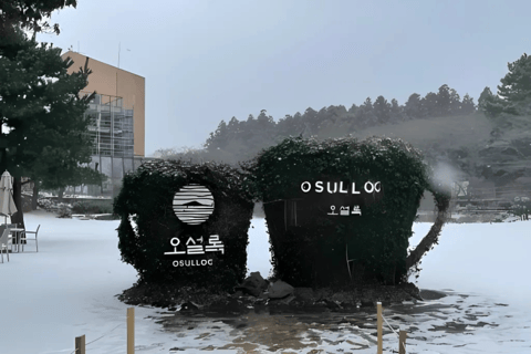 Jeju: Winter SouthWest Tangerine Pick, Snow, Camellia, Tour