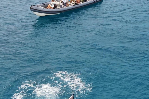 Waikiki : Visite en petit groupe du Turtle Canyon avec masque et tuba