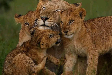 Tsavo East: Private Safari with Lunch and Transfers