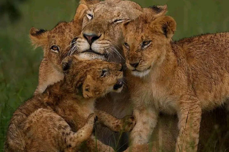 Tsavo East: Private Safari with Lunch and Transfers